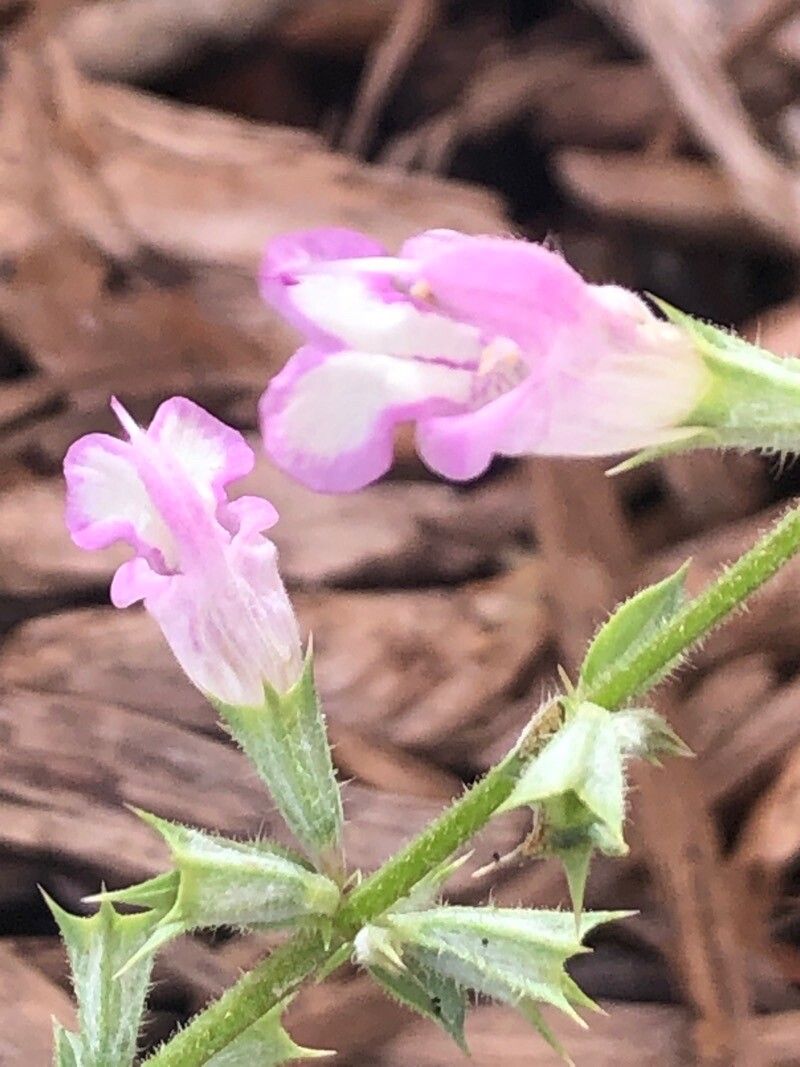 Salvia taraxacifolia flower