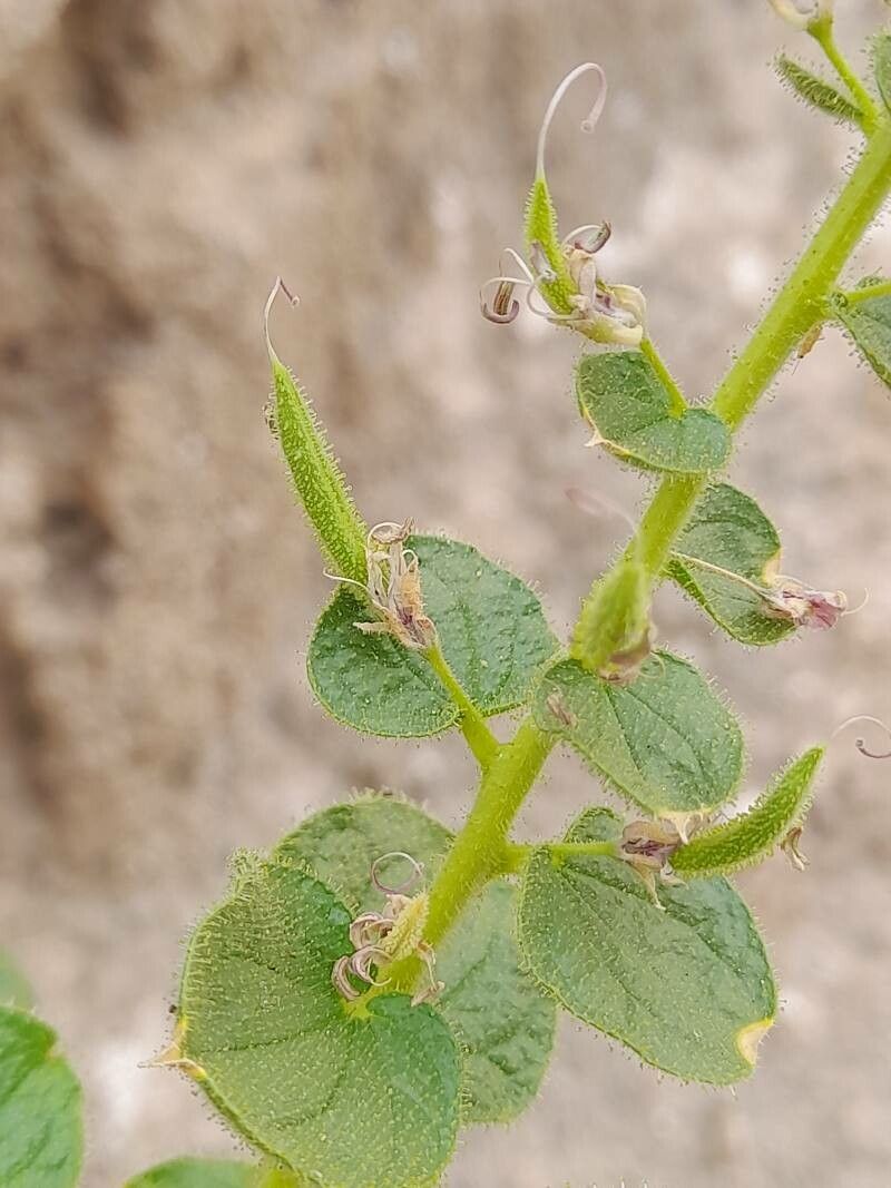 Cleome droserifolia fruit