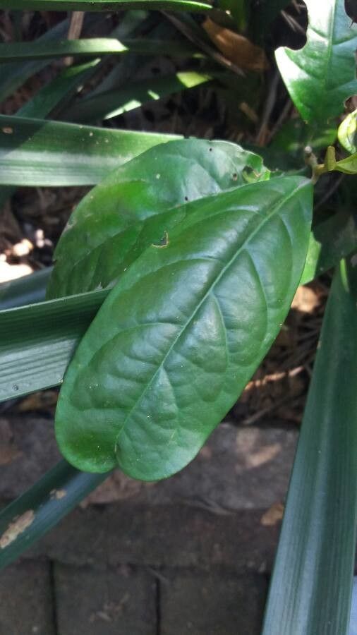 Solanum leucocarpon — houseplant care guide