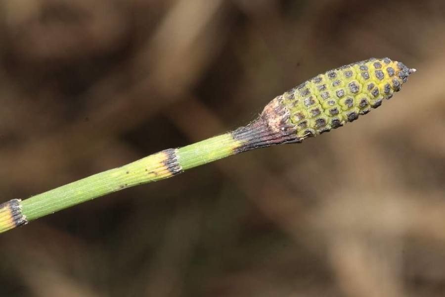 Equisetum fluviatile fruit