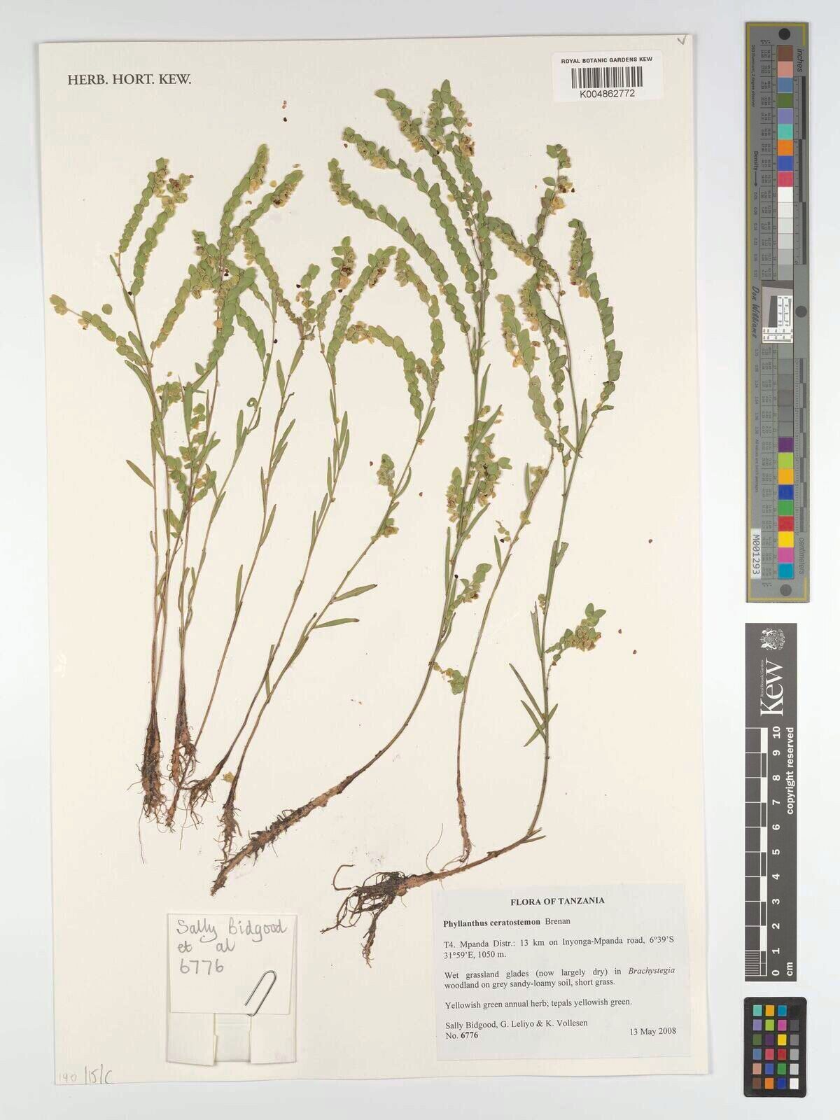 Phyllanthus ceratostemon — houseplant care guide