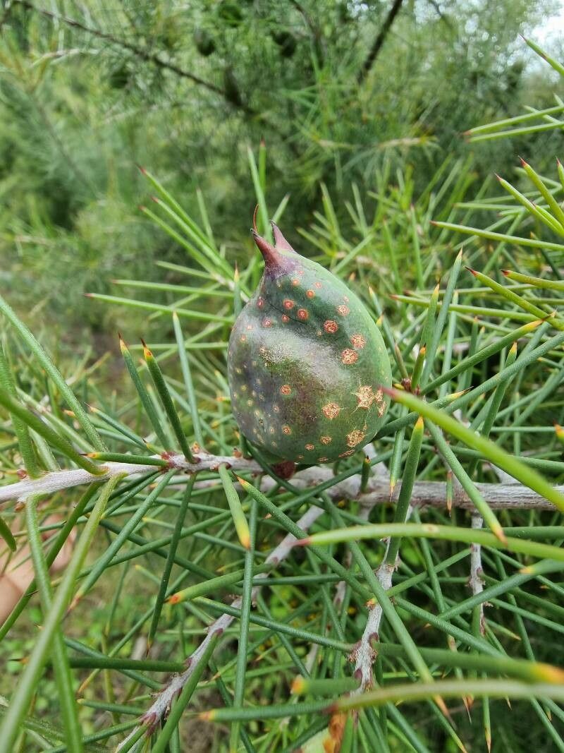 Hakea sericea fruit