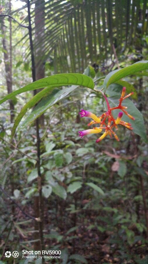 Palicourea marcgravii — houseplant care guide