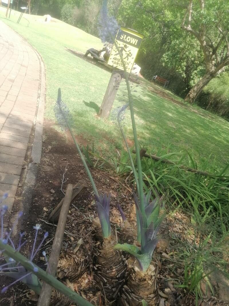 Merwilla dracomontana — related species from the same genus