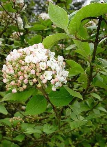 Viburnum × carlcephalum — search result for 'Viburnum'