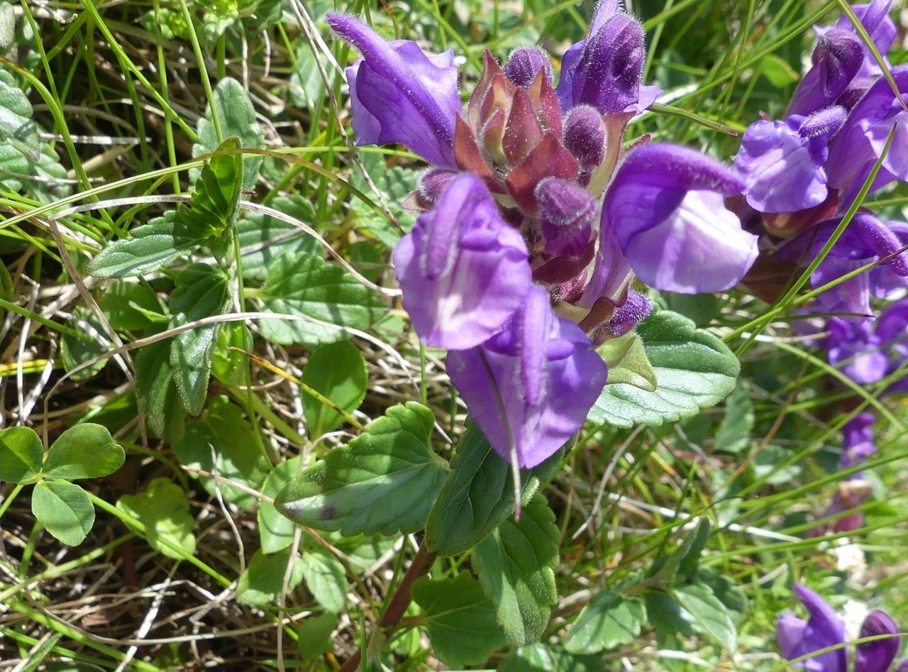 Scutellaria alpina — related species from the same genus