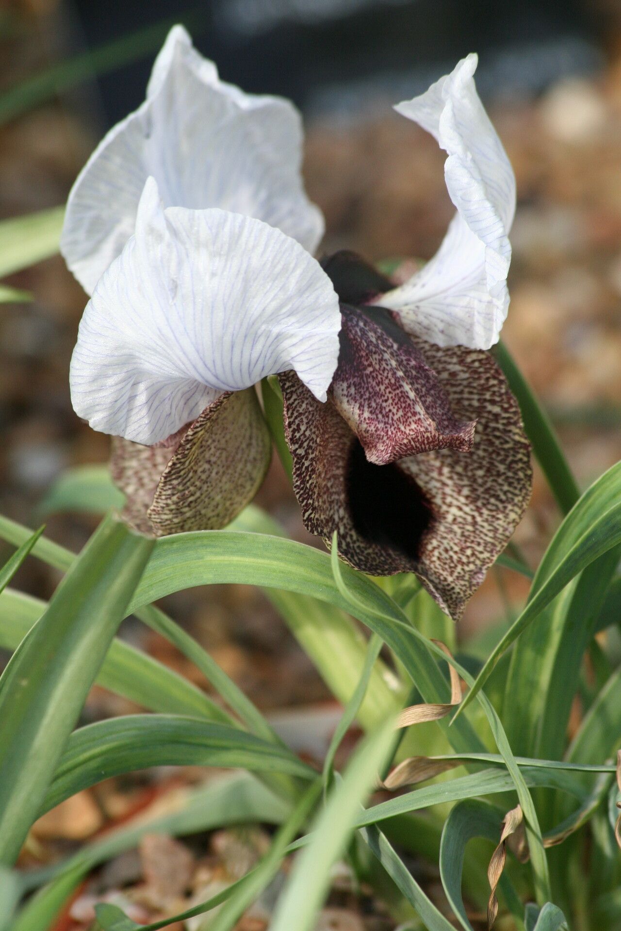 Iris iberica — houseplant care guide
