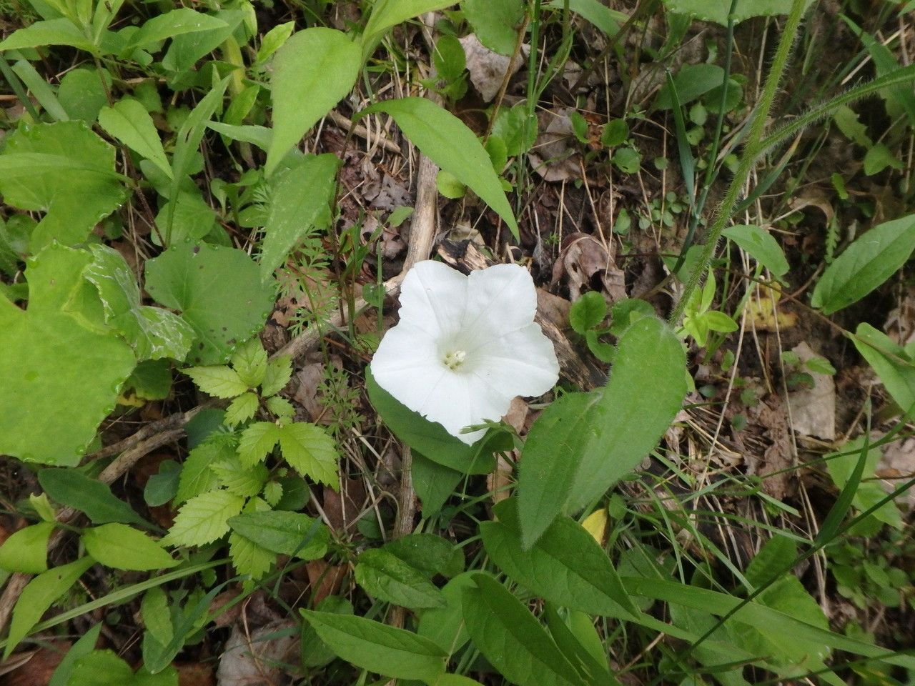Calystegia spithamaea habit