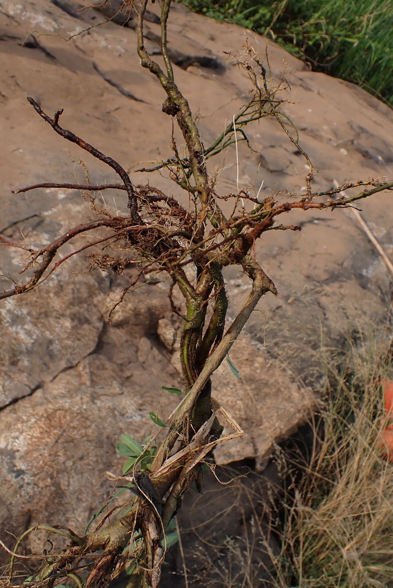 Desmodium ramosissimum bark