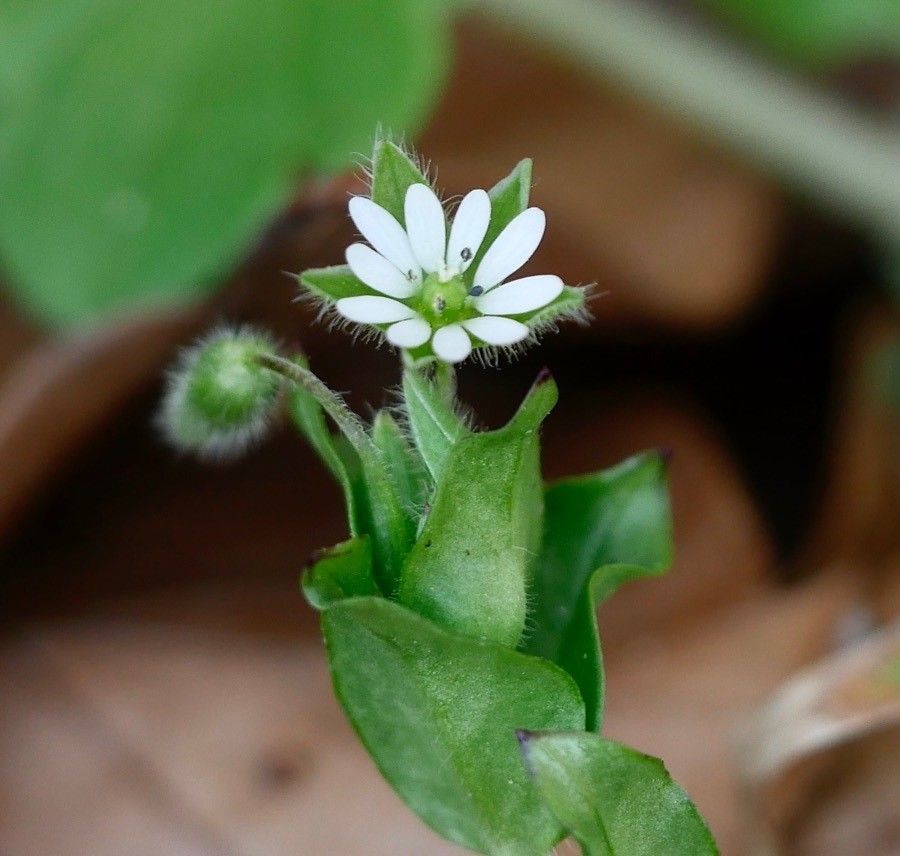Cerastium semidecandrum flower