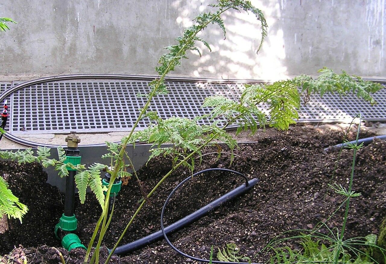 Macrothelypteris torresiana — search result for 'Thelypteris'