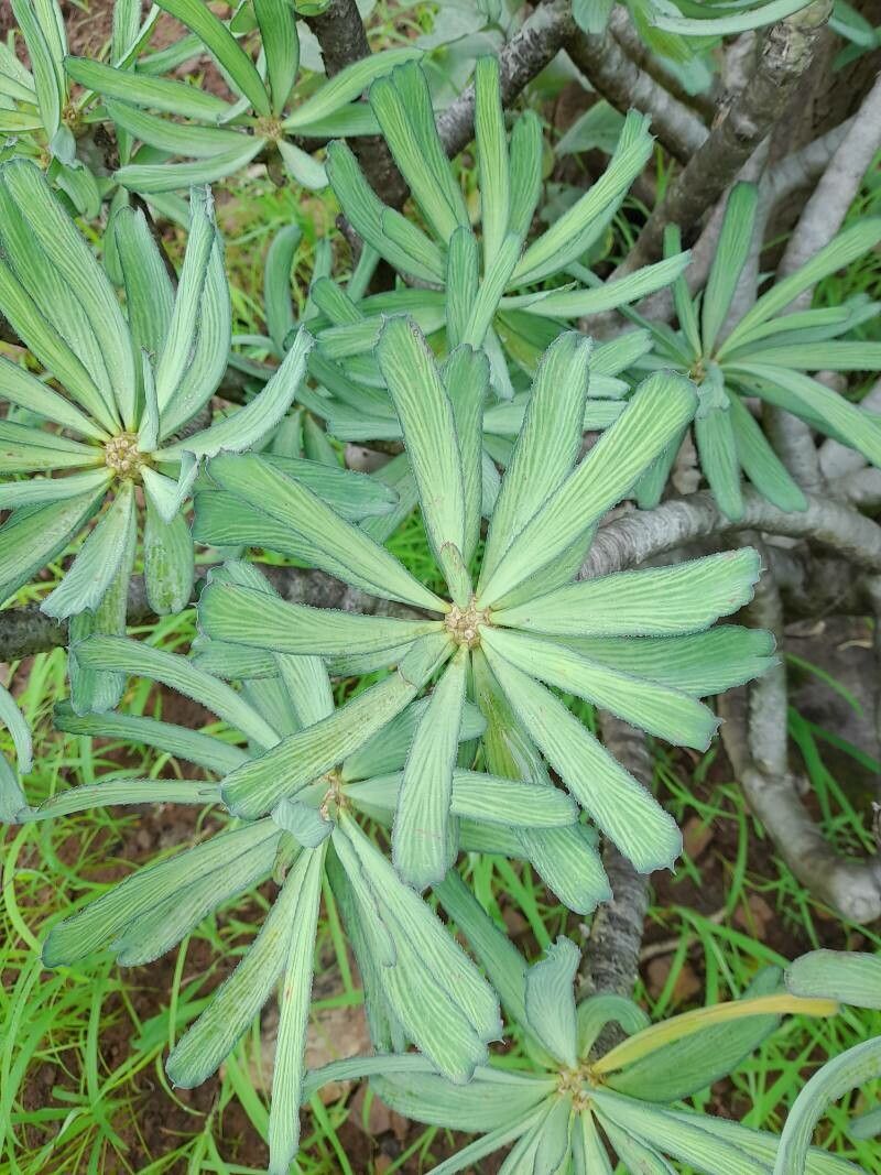 Euphorbia sudanica leaf