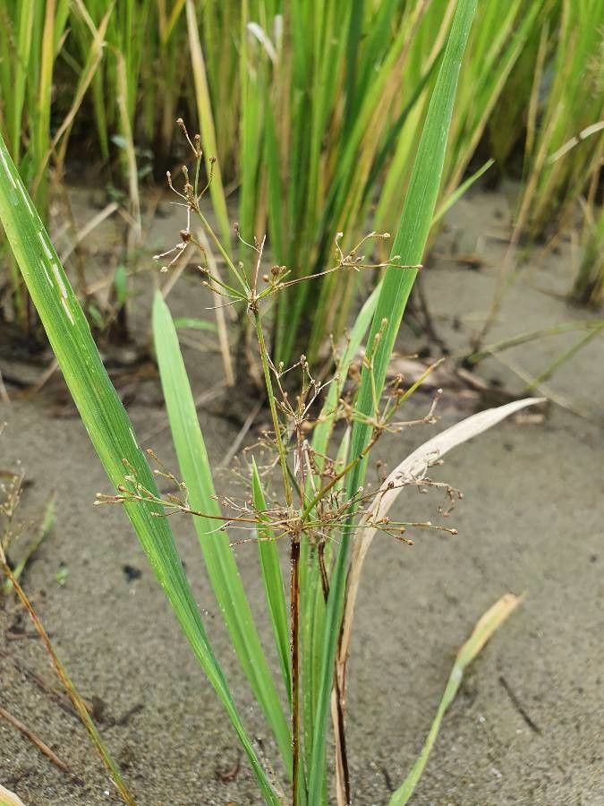 Fimbristylis littoralis — search result for 'Cyperaceae'