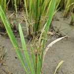 Fimbristylis littoralis