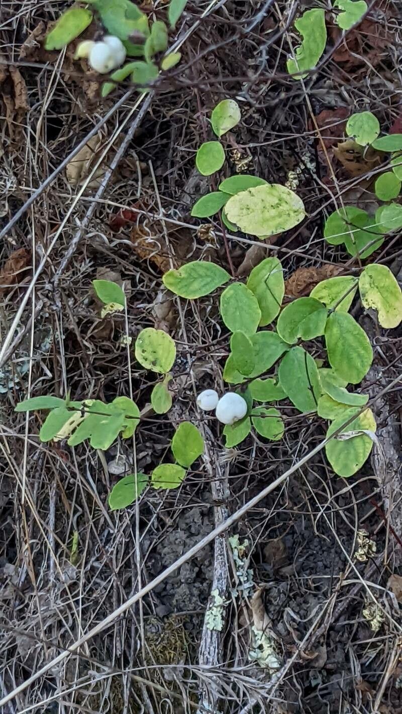 Symphoricarpos mollis fruit