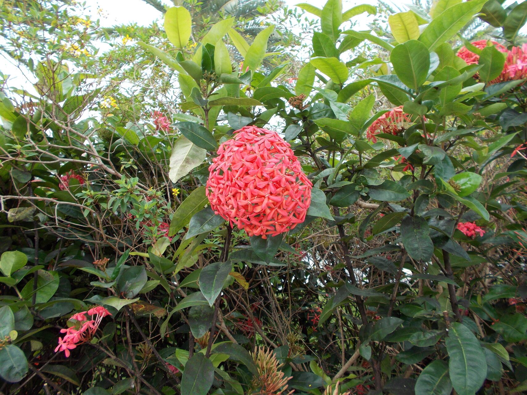 Ixora javanica habit