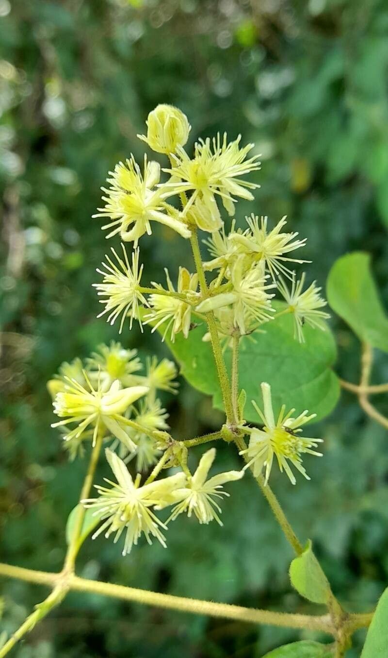 Clematis haenkeana flower