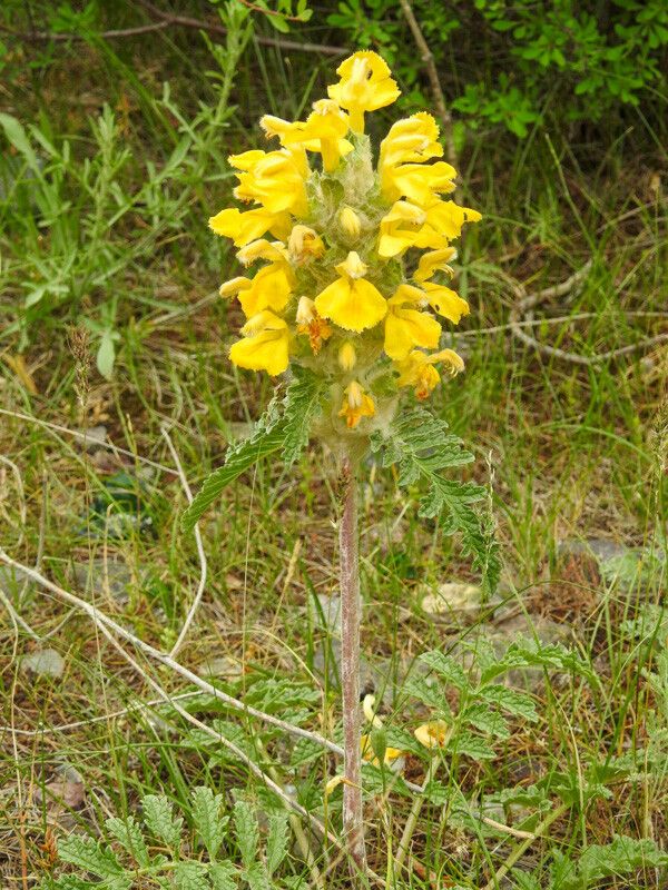 Phlomoides speciosa habit