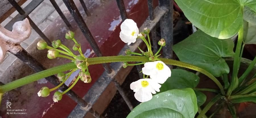 Echinodorus palifolius flower