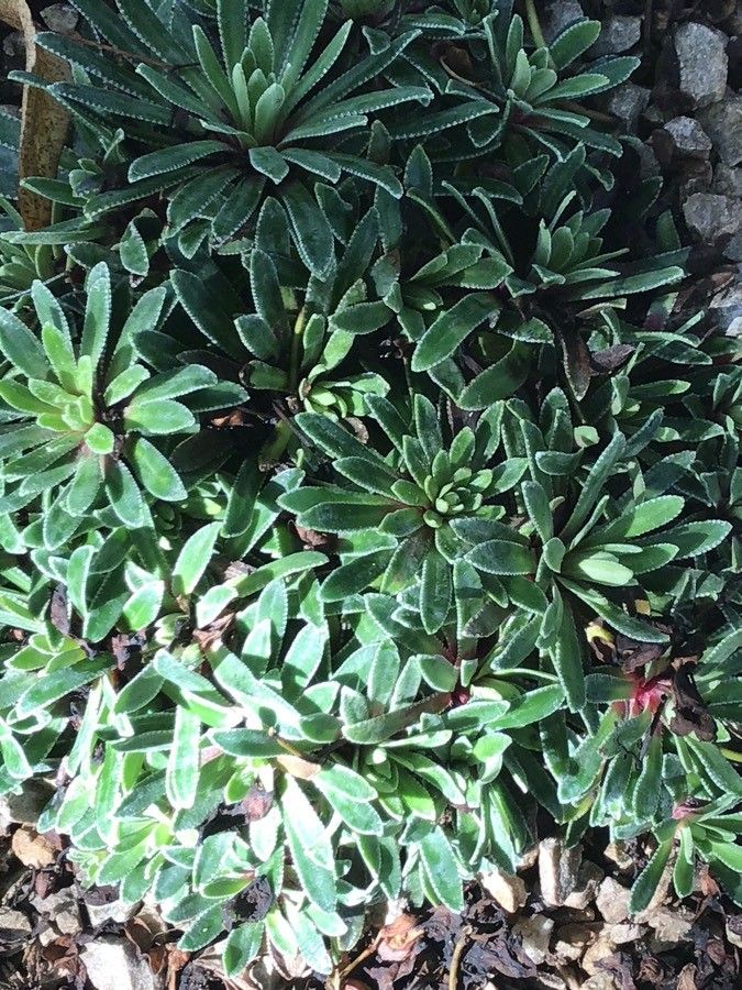 Saxifraga hostii — search result for 'Saxifraga'