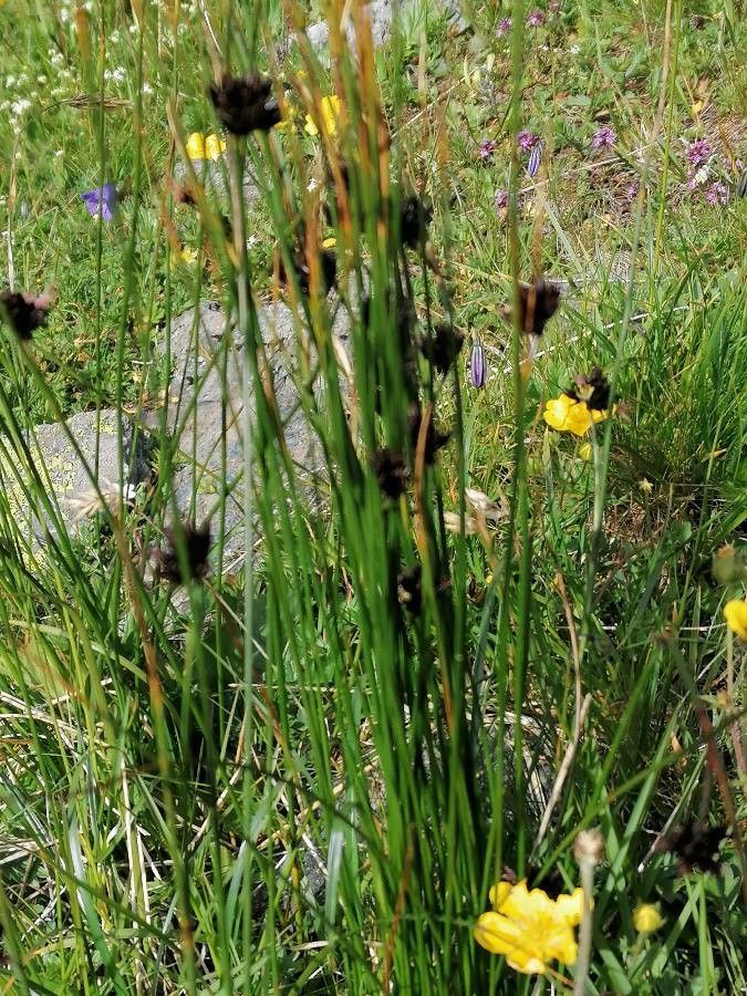 Juncus jacquini — houseplant care guide