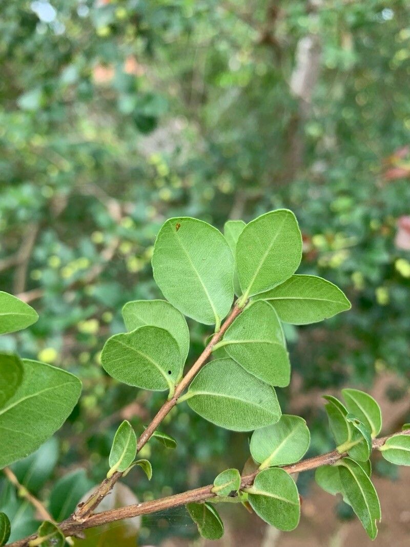 Myrcia selloi leaf