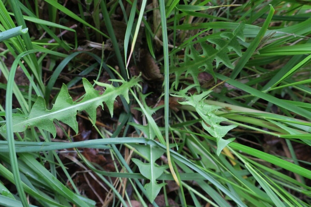 Taraxacum navarrense — search result for 'Taraxacum'