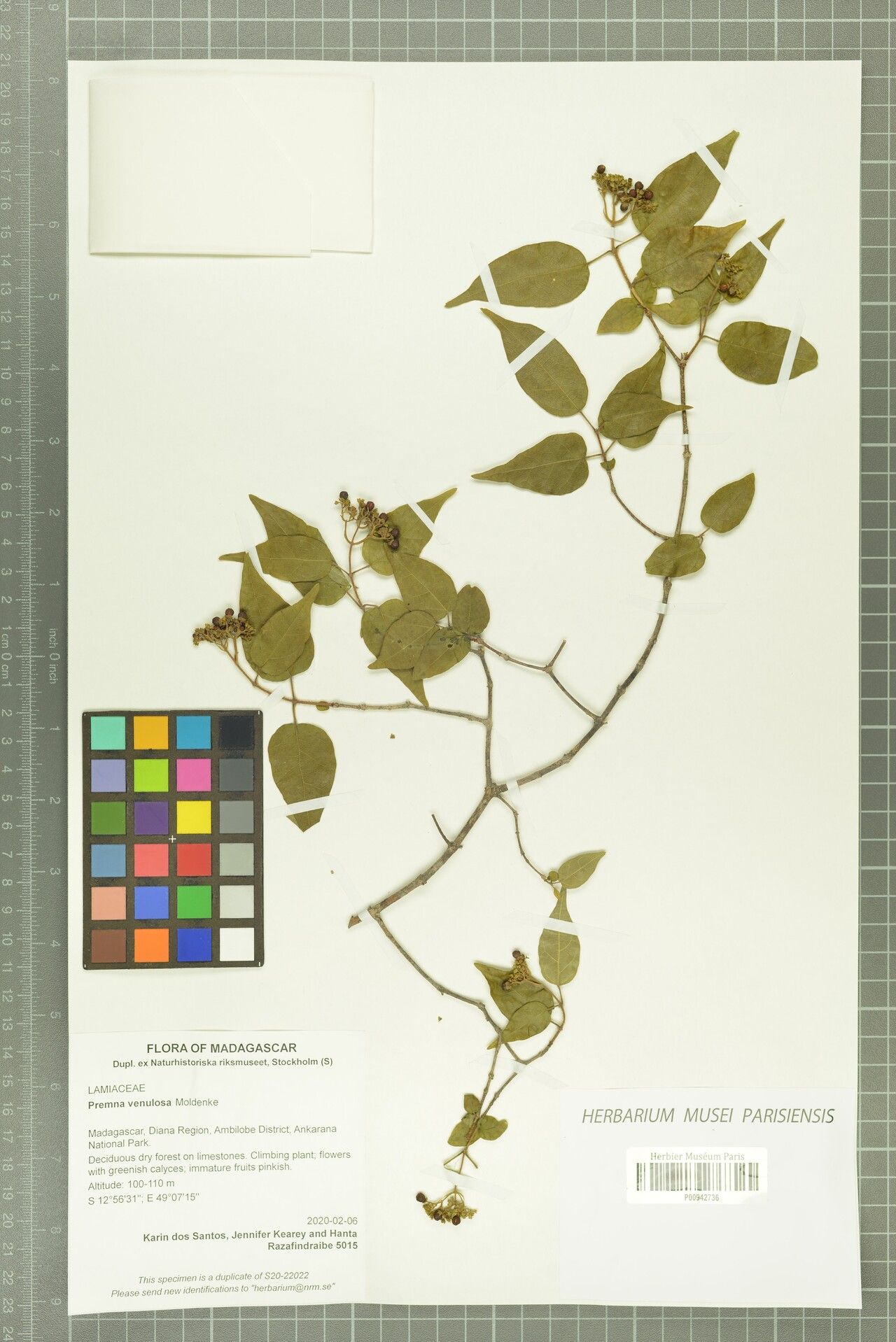 Premna venulosa — houseplant care guide