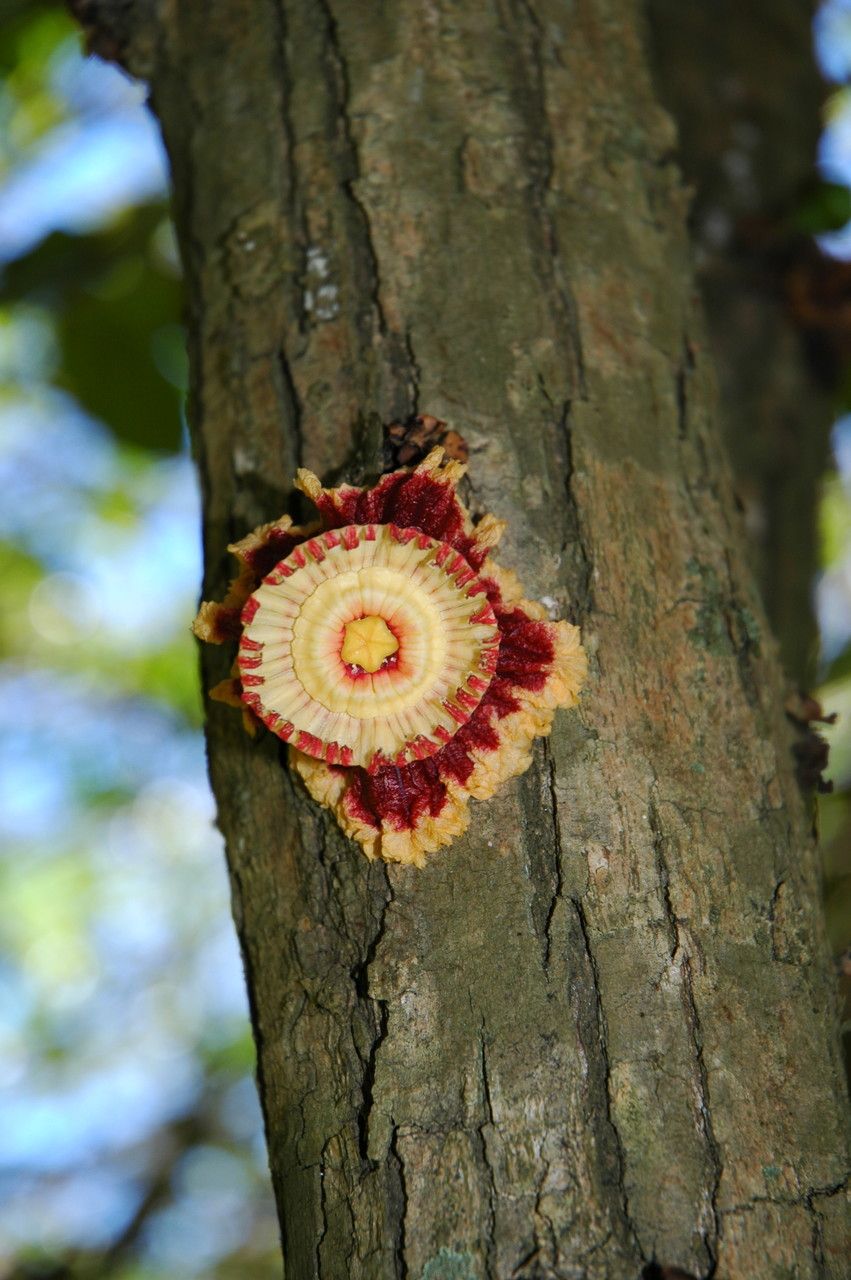 Napoleonaea imperialis bark