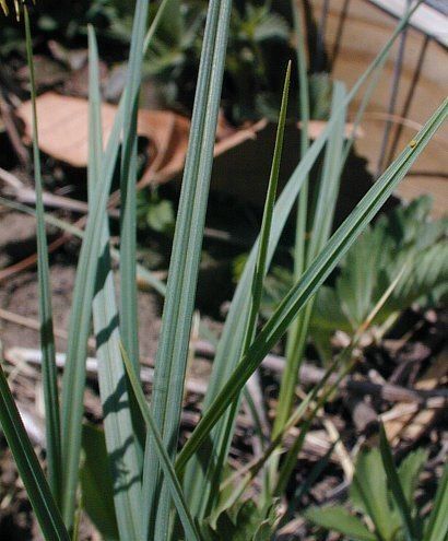 Carex meadii — houseplant care guide