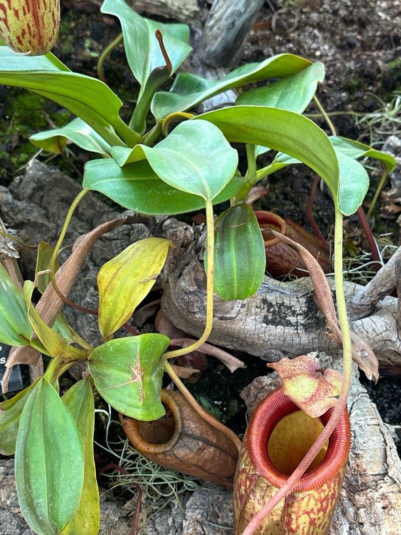 Nepenthes mira — search result for 'Nepenthes'