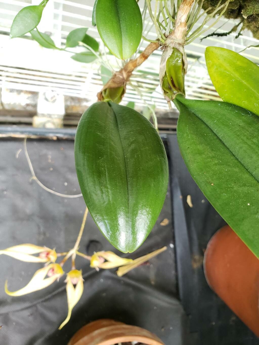 Bulbophyllum fascinator — houseplant care guide