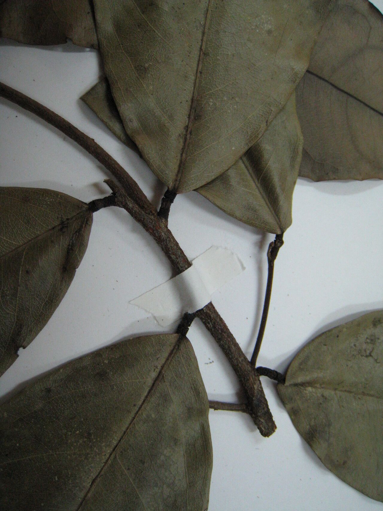 Swartzia hostmannii other