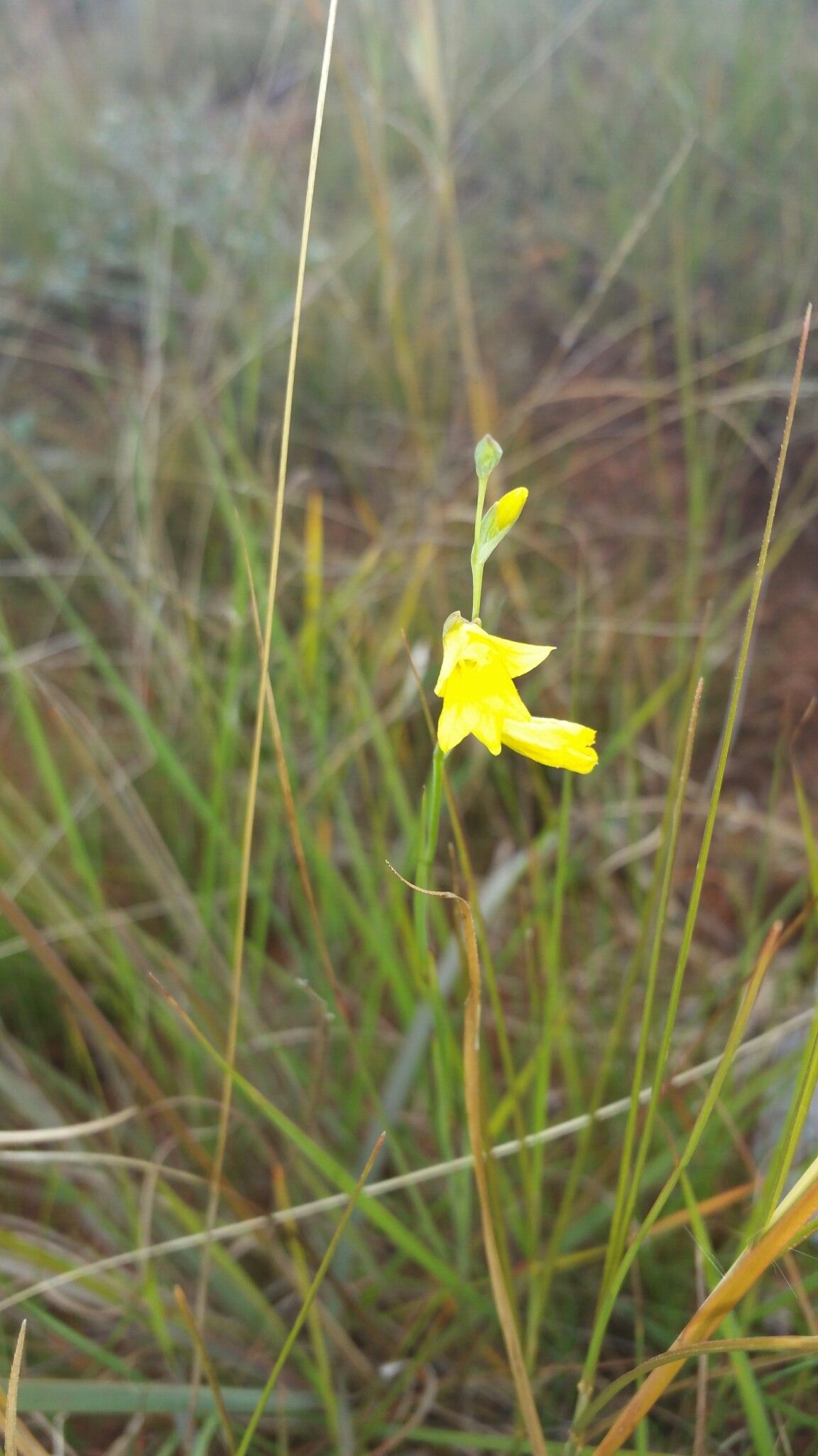 Gladiolus perrieri flower