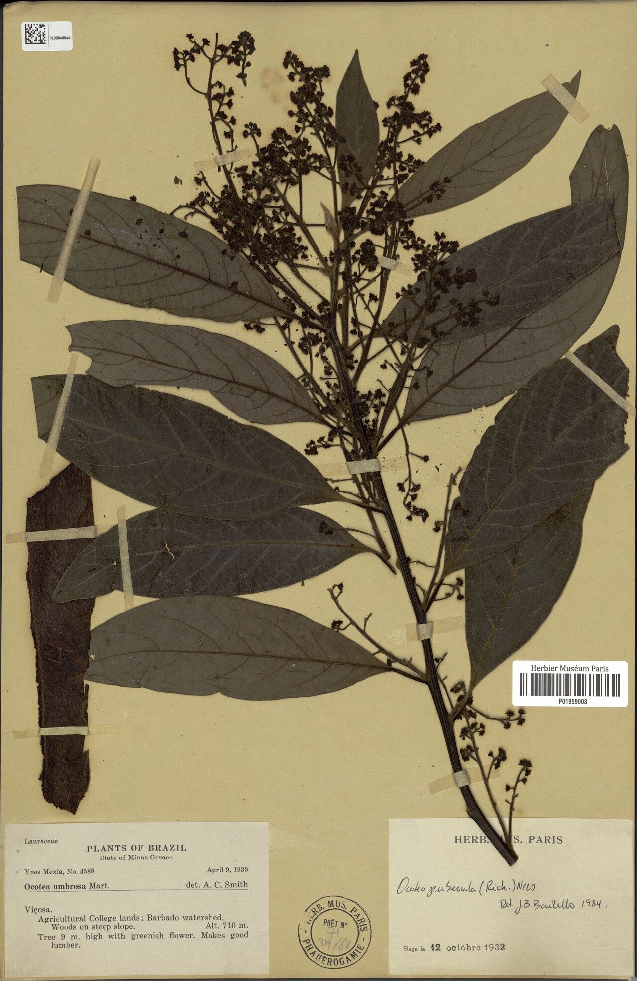 Ocotea tabacifolia leaf