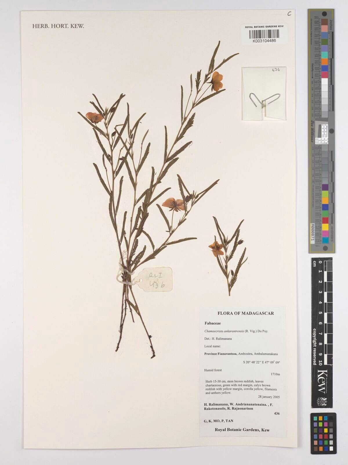Chamaecrista ankaratrensis