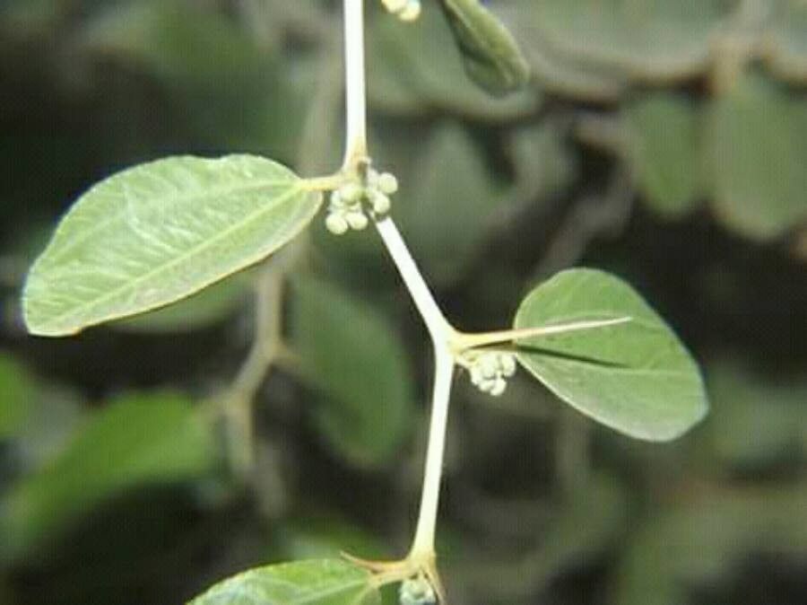 Ziziphus spina-christi leaf