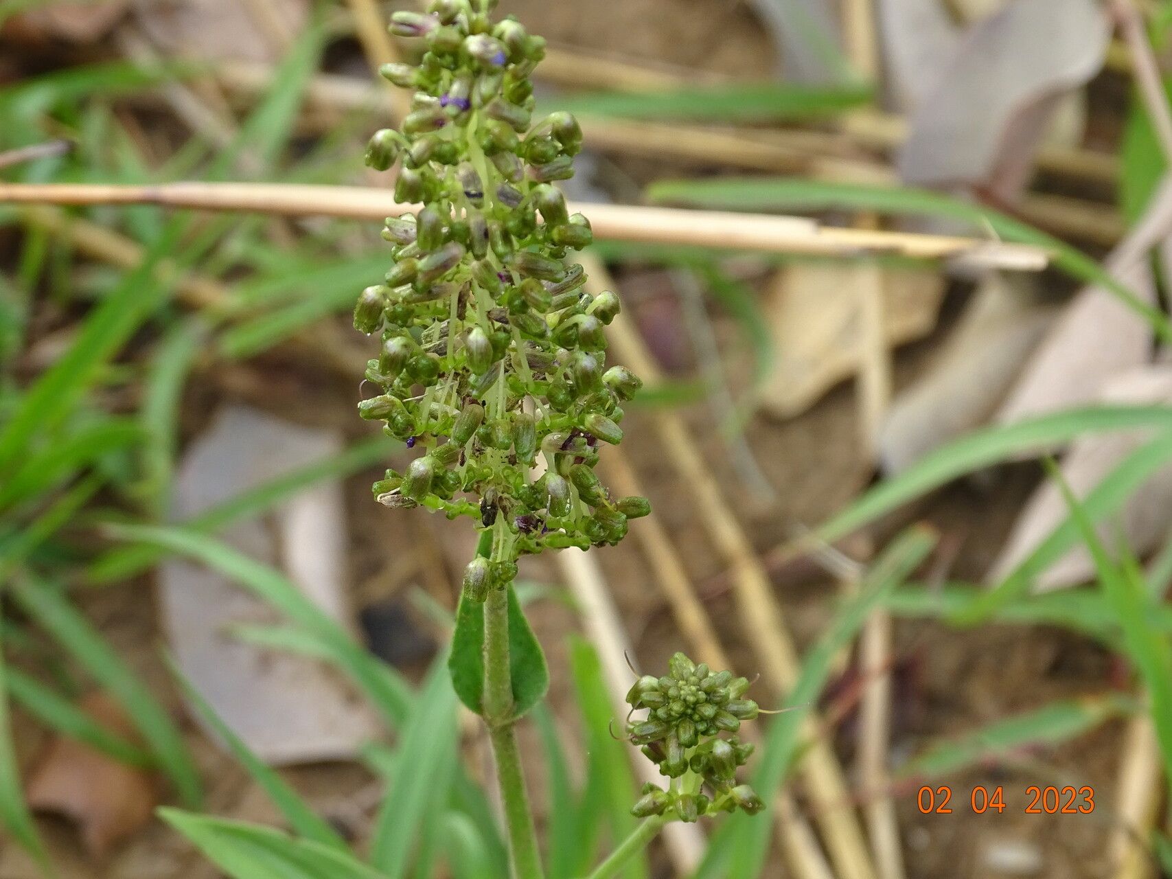 Aneilema paludosum — houseplant care guide