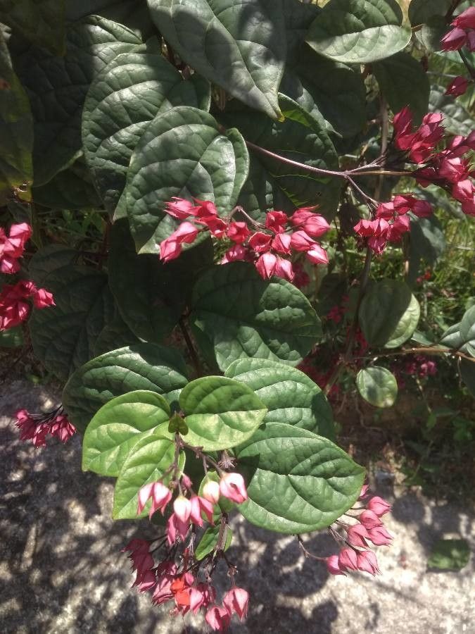 Clerodendrum umbellatum habit