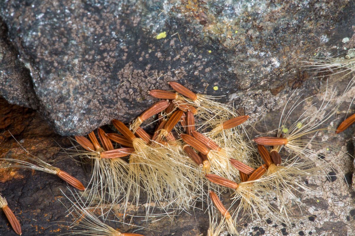 Hieracium intybaceum fruit