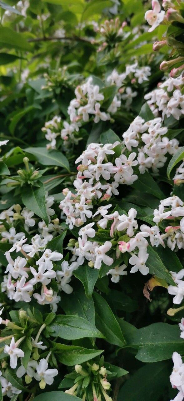 Abelia mosanensis flower