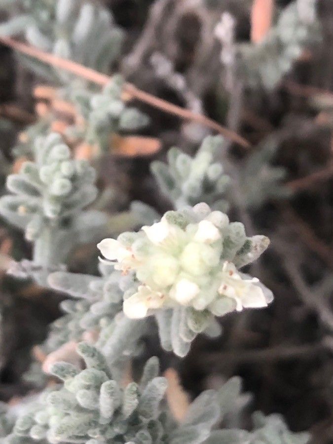 Teucrium gnaphalodes flower