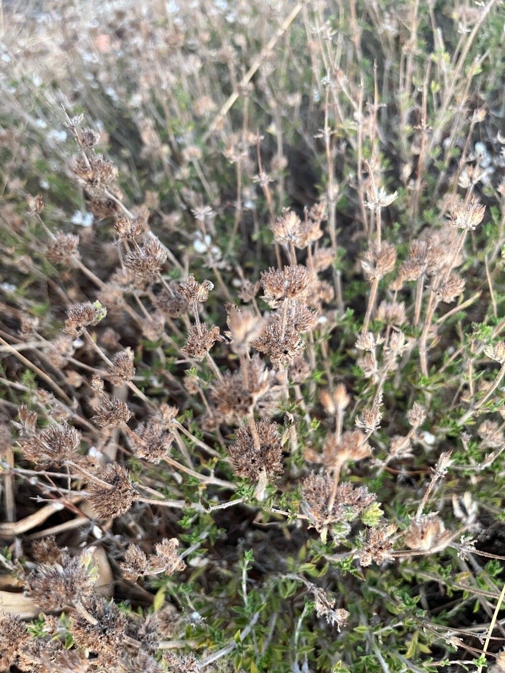 Satureja thymbra fruit