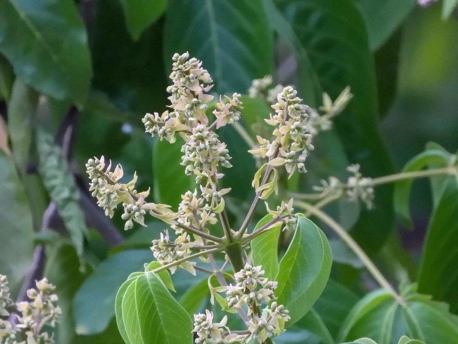 Vitex pinnata flower