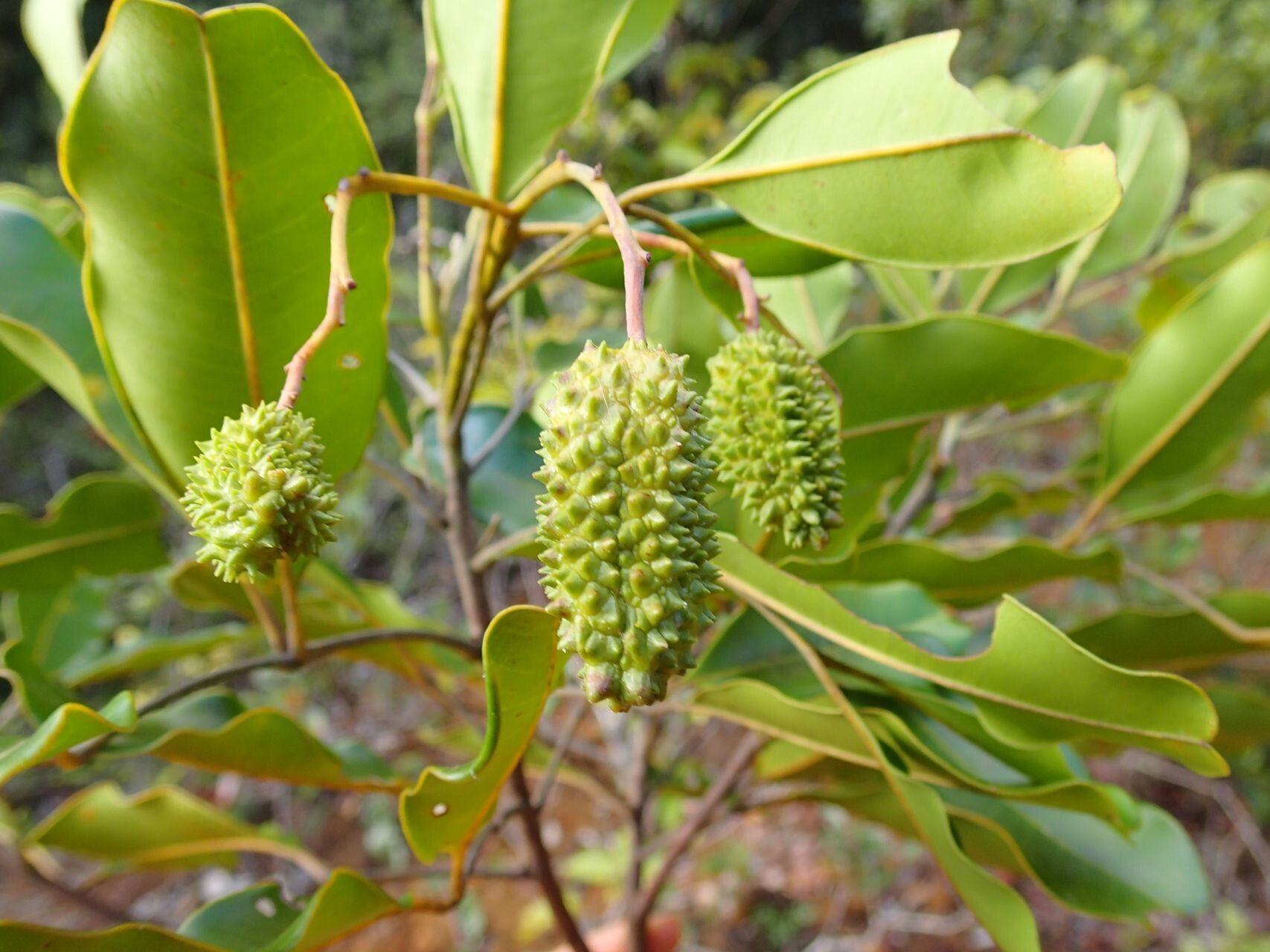 Flindersia fournieri fruit