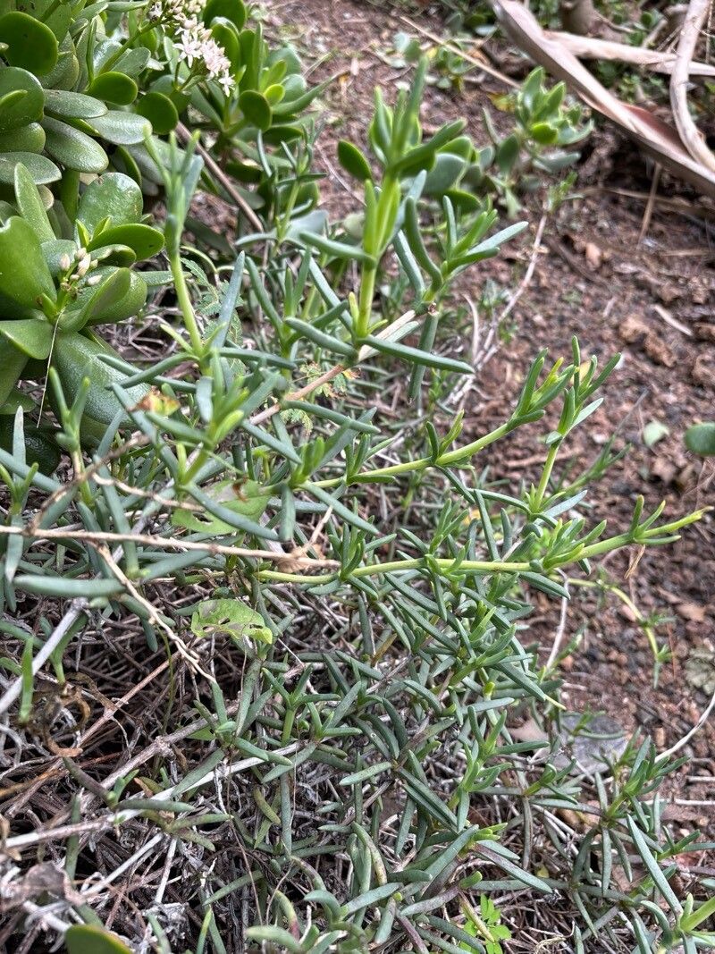 Lampranthus stipulaceus — houseplant care guide