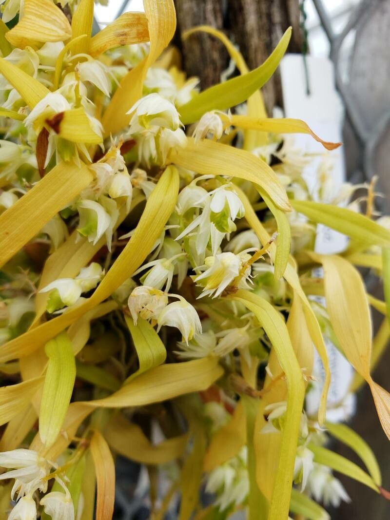 Dendrobium eriiflorum — houseplant care guide