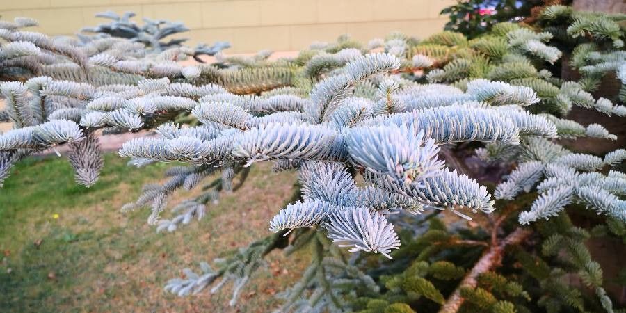 Abies procera — search result for 'Abies'