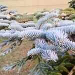 Abies procera