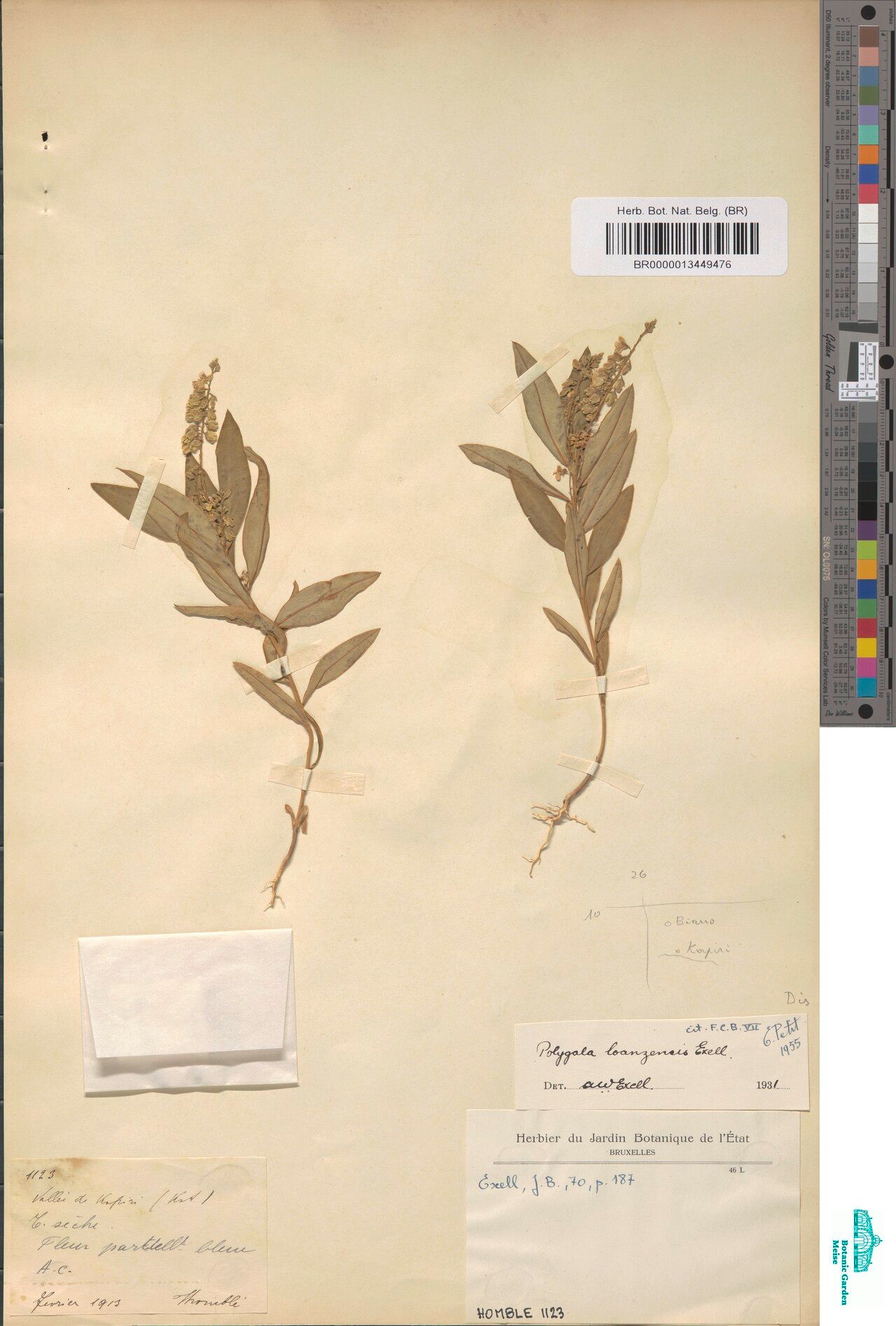 Polygala loanzensis — houseplant care guide